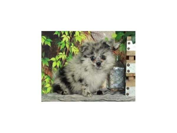 Pomeranian DOG Male Blue Merle 9420 Petland San Antonio, TX