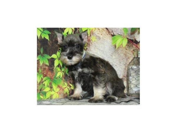 Miniature Schnauzer DOG Female Salt & Pepper 9421 Petland San Antonio, TX