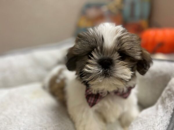 Shih Tzu DOG Male gld & wh 6486 Petland San Antonio, TX