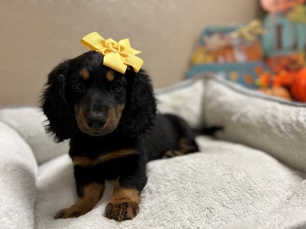 Dachshund DOG Female blk & tn 6487 Petland San Antonio, TX