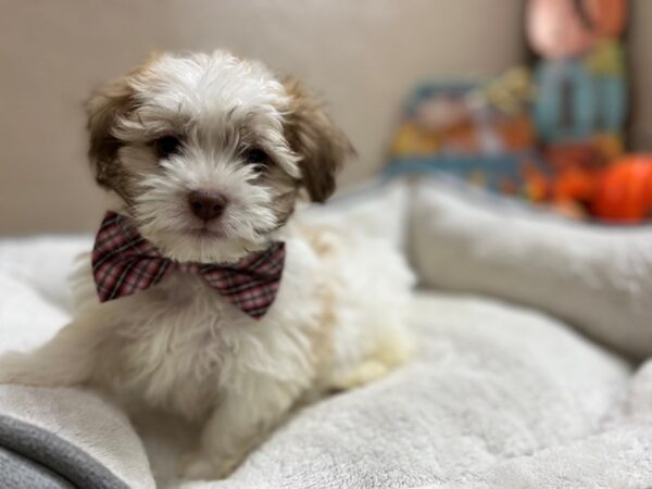 Havanese DOG Male apct, wh mkgs 6488 Petland San Antonio, TX