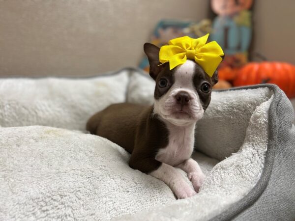 Boston Terrier DOG Female red & wh 6490 Petland San Antonio, TX