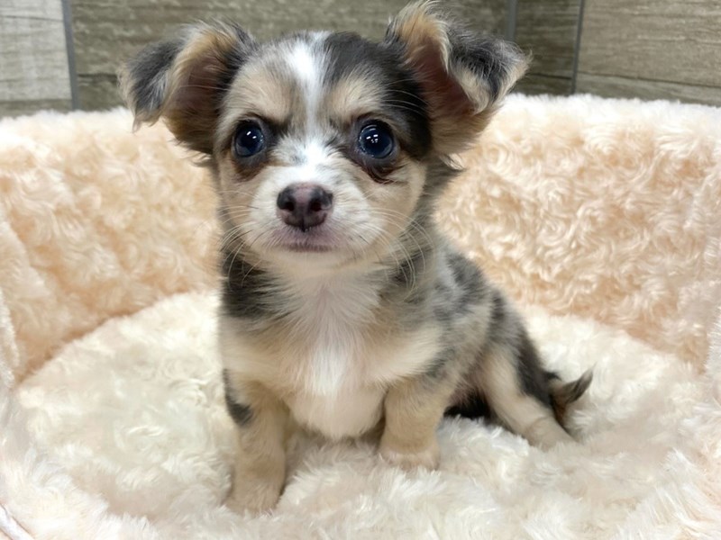 Chihuahua Puppy Blue Merle ID:9422 Located at Petland San Antonio, TX