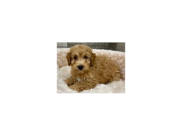 Miniature Poodle-DOG-Male-Red-9423-Petland San Antonio, TX