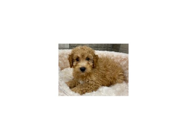 Miniature Poodle DOG Male Red 9423 Petland San Antonio, TX