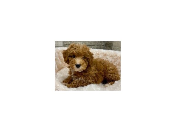 Miniature Poodle-DOG-Female-Red-9424-Petland San Antonio, TX