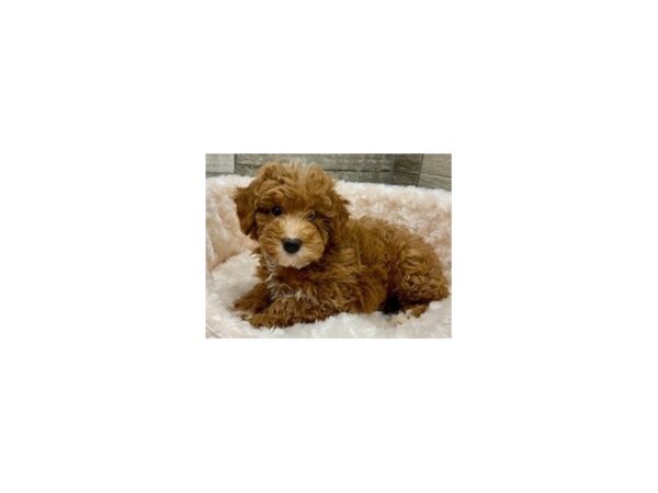 Miniature Poodle DOG Female Red 9424 Petland San Antonio, TX