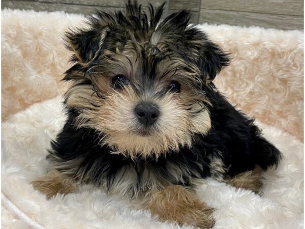 Morkie DOG Female Black & Tan 9425 Petland San Antonio, TX