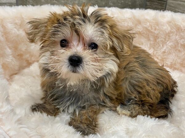 Morkie DOG Female Golden 9426 Petland San Antonio, TX