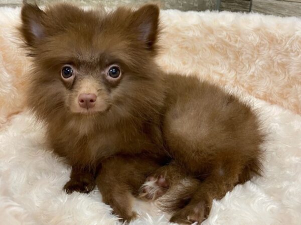 Pomeranian DOG Female Chocolate 9427 Petland San Antonio, TX