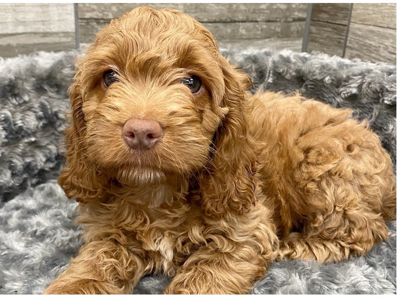Cockapoo Puppy Brown ID:9428 Located at Petland San Antonio, TX