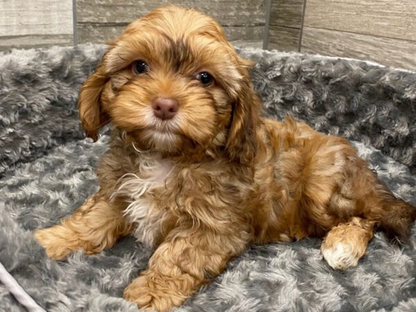 Shihpoo-DOG-Female-Brown & White-9429-Petland San Antonio, TX