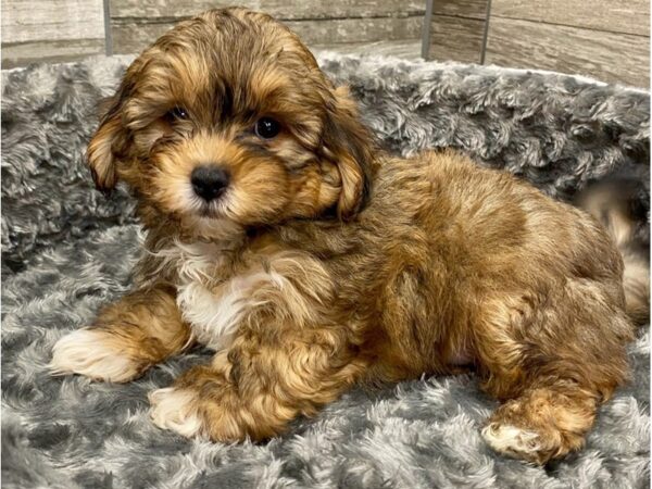 Shihpoo-DOG-Male-Brown & White-9430-Petland San Antonio, TX