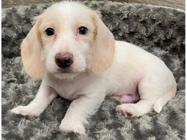 Dachshund DOG Male Cream Piebald 9433 Petland San Antonio, TX