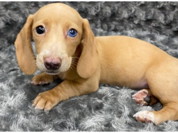 Dachshund DOG Female Cream 9434 Petland San Antonio, TX