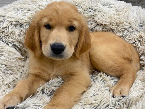 Golden Retriever DOG Male Golden 9435 Petland San Antonio, TX