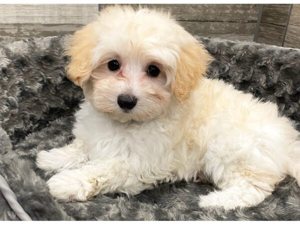 Maltipoo DOG Female White Apricot 9439 Petland San Antonio, TX