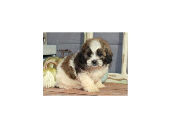 Shihpoo DOG Male White & Gold Parti 9437 Petland San Antonio, TX