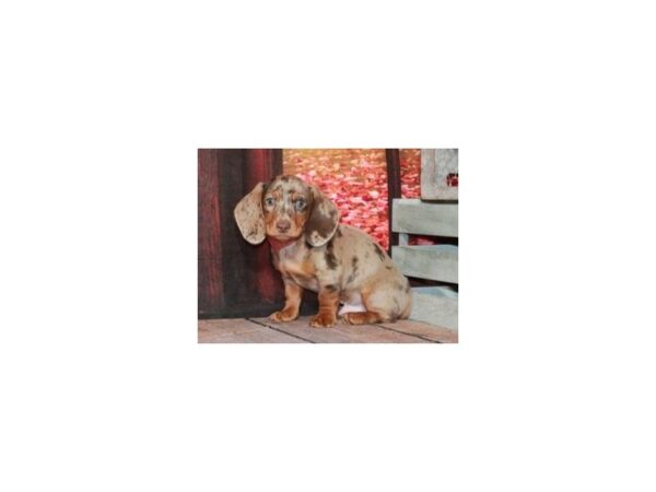 Dachshund-DOG-Male-Chocolate & Tan Dapple-9438-Petland San Antonio, TX