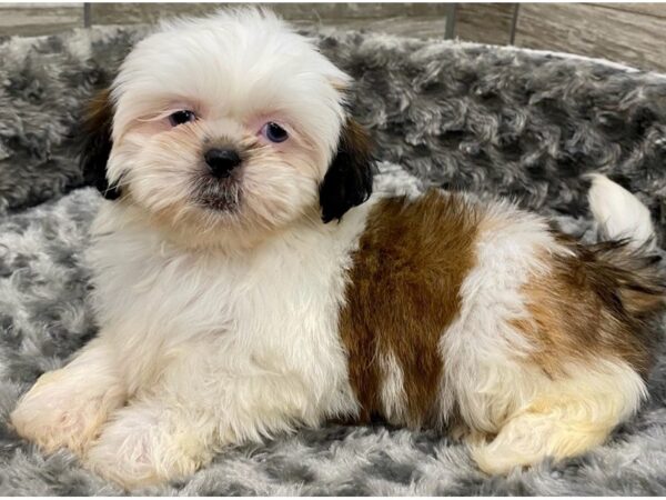 Shih Tzu DOG Female Red & White 9431 Petland San Antonio, TX