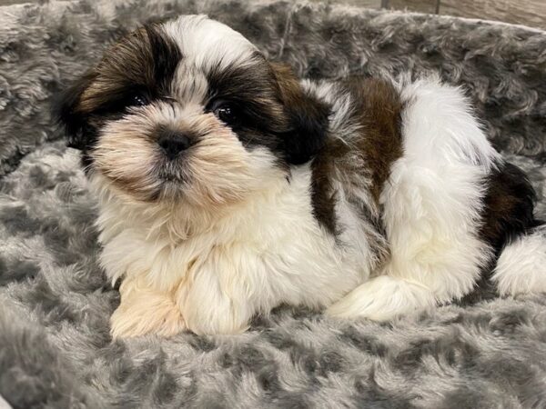 Shih Tzu DOG Female Gold Brindle & White 9432 Petland San Antonio, TX