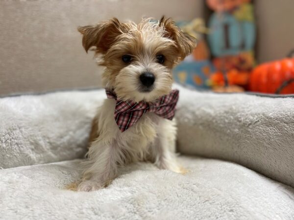 Yorkshire Terrier-DOG-Male-parti-6492-Petland San Antonio, TX