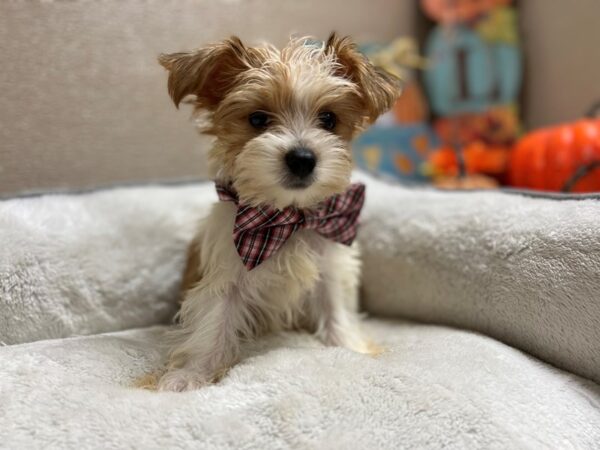 Yorkshire Terrier DOG Male parti 6492 Petland San Antonio, TX