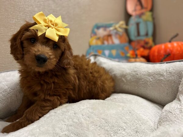 Mini Goldendoodle DOG Female rd 6493 Petland San Antonio, TX