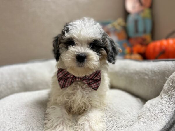 2nd gen mini sheepdoodle DOG Male wh, bl mrl mkgs 6494 Petland San Antonio, TX