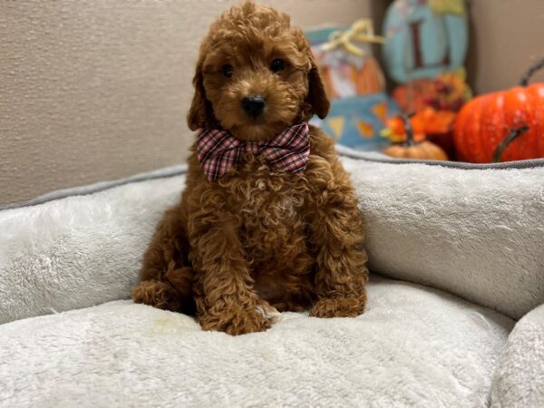 2nd Generation Mini Goldendoodle DOG Male rd 6495 Petland San Antonio, TX