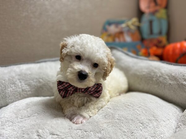 Miniature Poodle-DOG-Male-wh & apct parti-6496-Petland San Antonio, TX