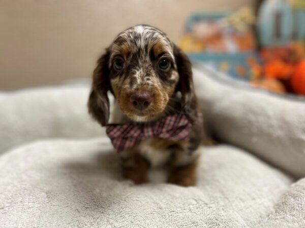 Dachshund DOG Male chlt & tn, dpl wh mkgs 6497 Petland San Antonio, TX