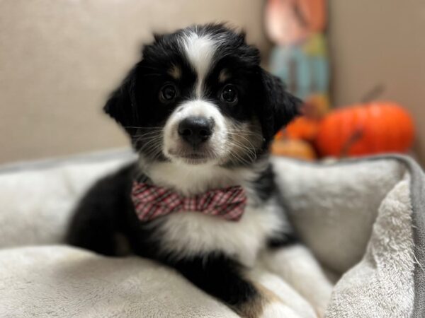Australian Shepherd-DOG-Male-blk & wh tn mkgs-6499-Petland San Antonio, TX