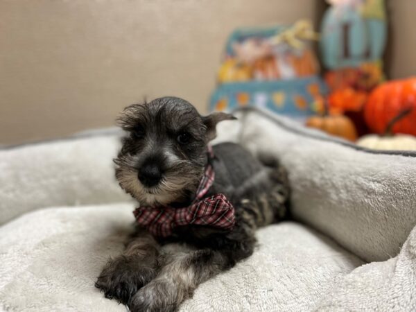 Min Schnauzer-DOG-Male-slt & ppr-6500-Petland San Antonio, TX