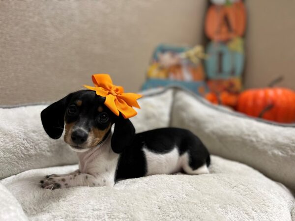 Dachshund DOG Female blk & tn pbld 6498 Petland San Antonio, TX