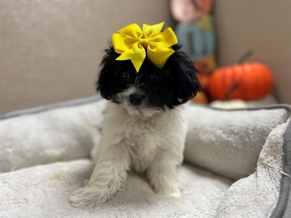 Papichon DOG Female blk & wh 6501 Petland San Antonio, TX