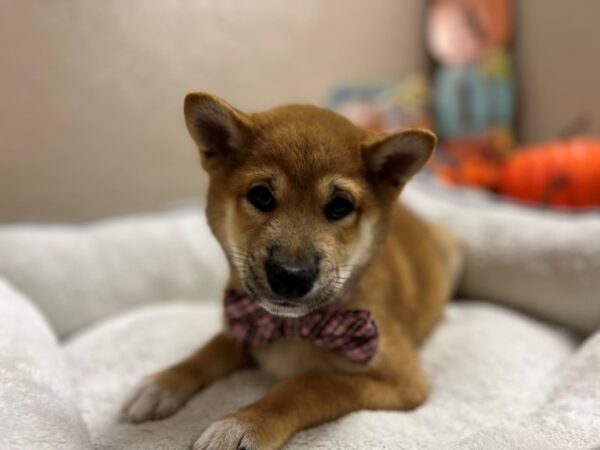 Shiba Inu DOG Male rd, wh mkgs 6502 Petland San Antonio, TX