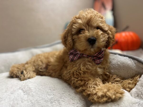 Cockapoo DOG Male apct 6504 Petland San Antonio, TX