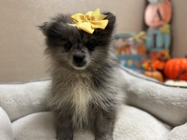 Pomeranian DOG Female bl mrl, wh mkgs 6505 Petland San Antonio, TX