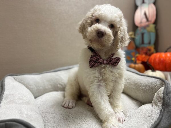 Standard Poodle DOG Male wh & cr parti 6506 Petland San Antonio, TX