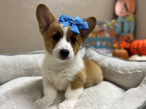 Pembroke Welsh Corgi DOG Female wh & rd 6508 Petland San Antonio, TX