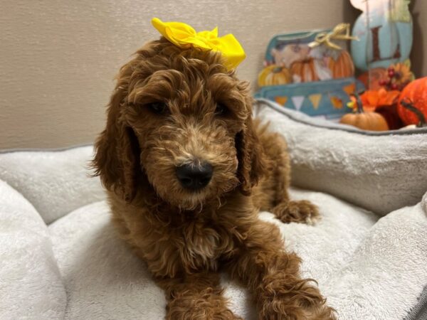 2nd Generation Goldendoodle-DOG-Female-rd-6509-Petland San Antonio, TX