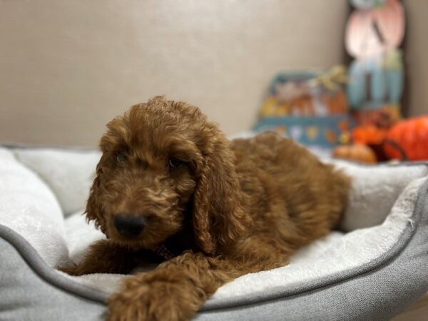 2nd Generation Goldendoodle DOG Male rd 6510 Petland San Antonio, TX