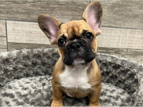 French Bulldog DOG Male Fawn w/Black Mask 9440 Petland San Antonio, TX