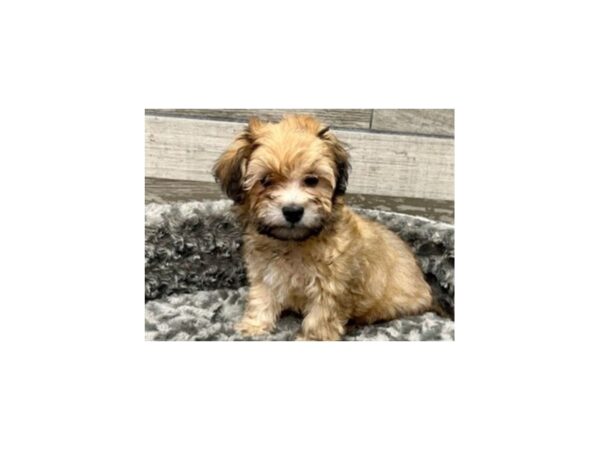 Havanese DOG Male Gold Sable 9441 Petland San Antonio, TX