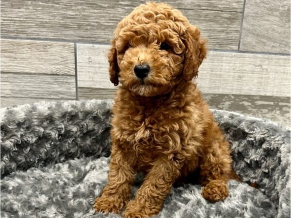 Miniature Goldendoodle-DOG-Male-Red-9443-Petland San Antonio, TX