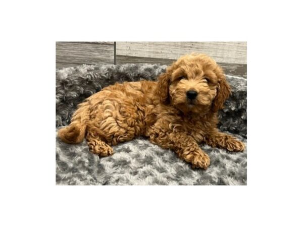 Miniature Goldendoodle DOG Male Red 9444 Petland San Antonio, TX