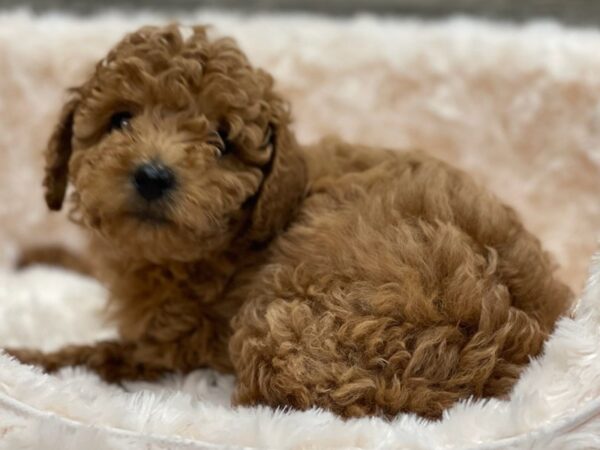 Miniature Poodle DOG Female Red 9446 Petland San Antonio, TX