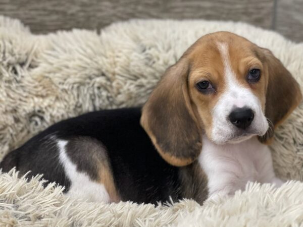 Beagle DOG Male Black White & Tan 9450 Petland San Antonio, TX