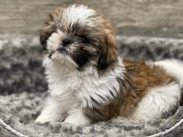 Shih Tzu-DOG-Male-Red Brindle & White-9451-Petland San Antonio, TX
